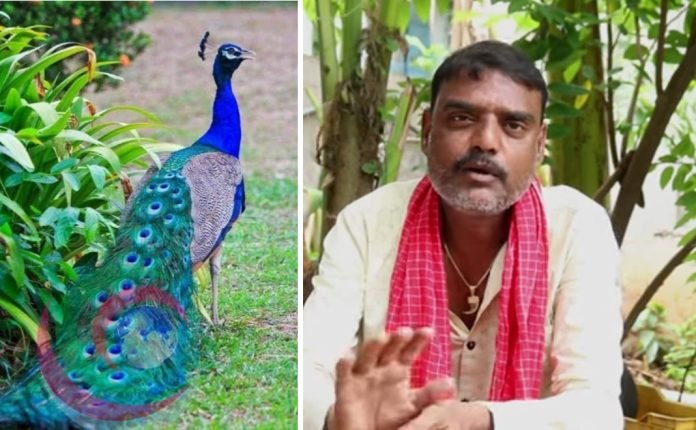 Case Registered Against YouTuber for Allegedly Posting “Peacock Curry Recipe” Video in Rajanna Sircilla