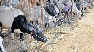 Declare Cow As ‘National Mother’, Demands Gau Raksha Andolan